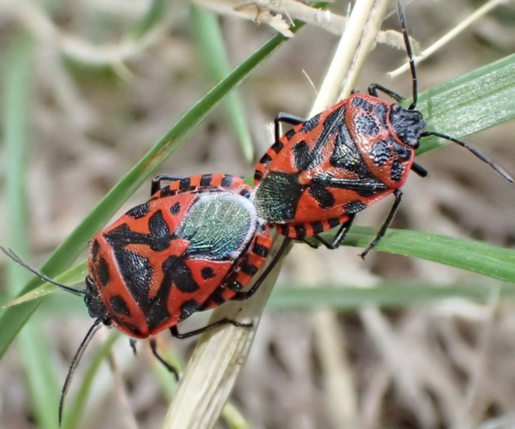 Uova di Lepidoptera? No, di Heteroptera Pentatomidae: Eurydema cfr. ventralis